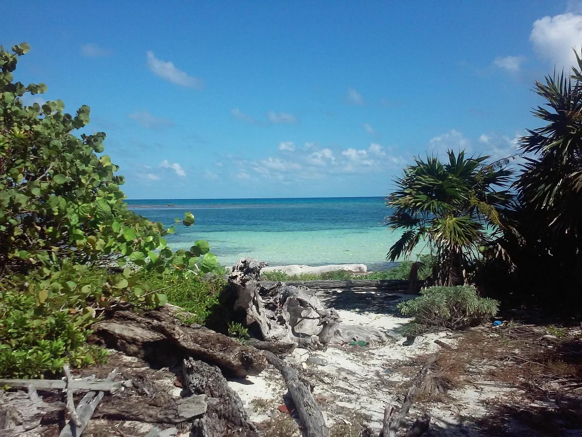 Écosystèmes côtiers sous pression : récifs, mangroves et économies locales